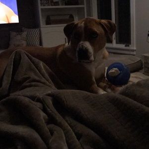 Meet your Posher, Amelia